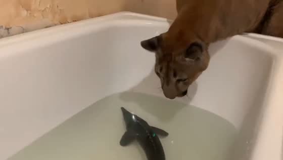 Puma Messi reacts to seeing live fish for the first time in Russia