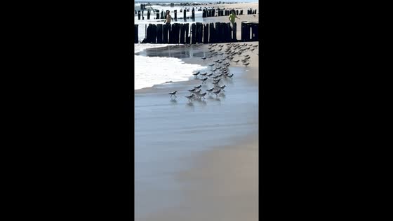Flocks of birds run from waves in Brooklyn, New York, USA