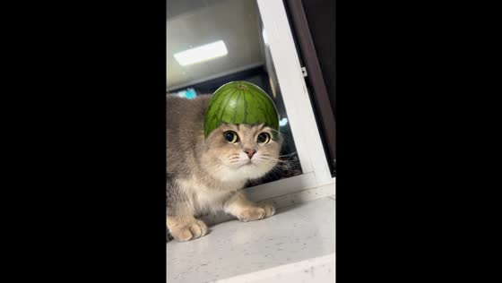 Cat wears watermelon hat in video from Liaoning, China