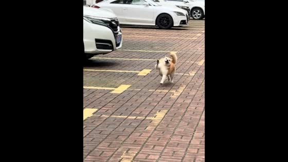 Shiba Inu’s unusual hopping walk draws attention in Hubei, China