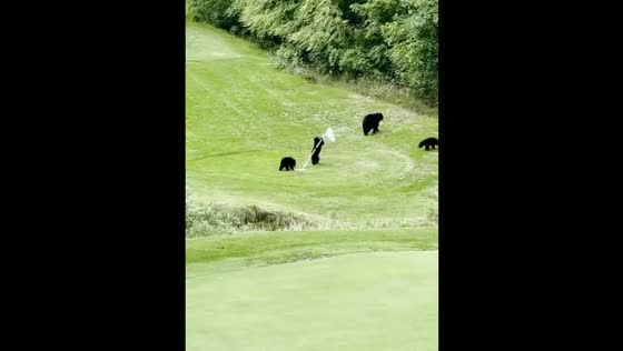 Bears play with golf flag on course in New Jersey, USA