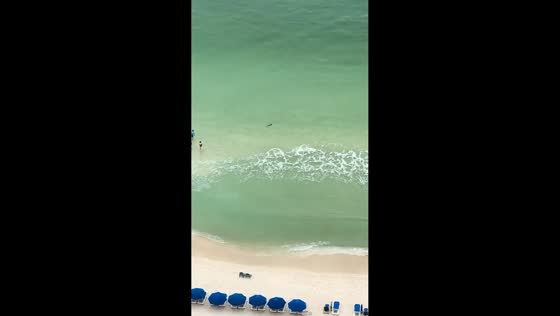 Beachgoers warn of shark swimming near shore in Florida, USA
