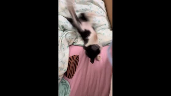 Playful kitten rolls and runs on bed in Zhejiang, China