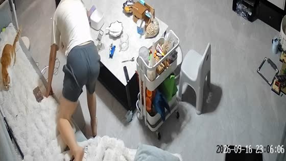 Cat brings cockroach onto sofa and startles woman in Guangdong, China