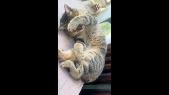 Sleeping cat covering its eyes in Hubei, China