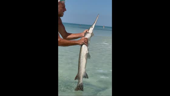 Man catches longnose gar fish washed ashore in Rosemary, Florida, USA