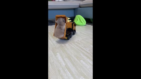 Kitten gets stuck in toy dump truck in Sichuan, China