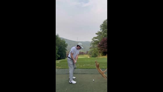 Cat joins golf practice at a par 3 in Gyeonggi-do, South Korea