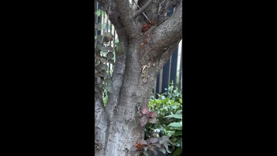Cricket makes lucky escape from hungry gecko in Shandong, China