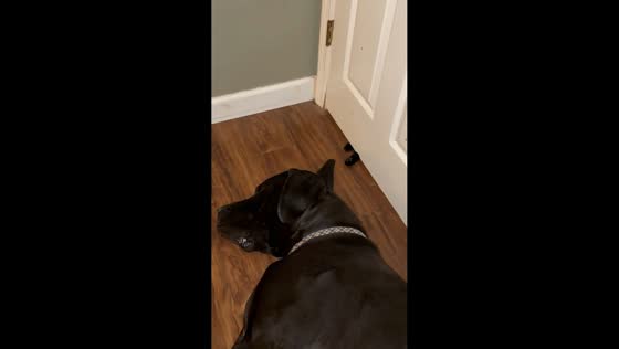 Playful cat repeatedly grabs Great Dane’s ear under door in St. Charles, USA