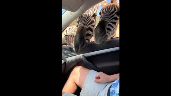 Animal encounters at Safari Madrid: expectant treat seekers