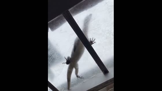 Lizard repeatedly enters home in Plered, Indonesia
