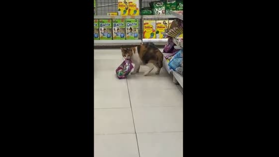 Hungry cat steals food from Banjarmasin minimart shelves