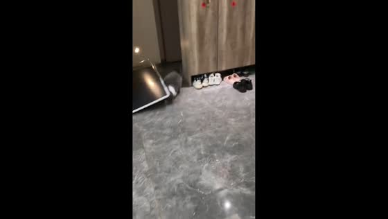 Cats accidentally knock over mirror without breaking it in Sichuan, China