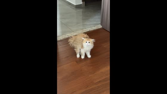 Kitten momentarily startled by owner in Shanxi, China