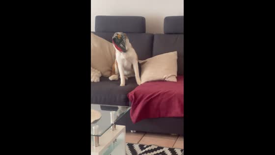 Dog Mia gets snout stuck in chips packet in Tübingen