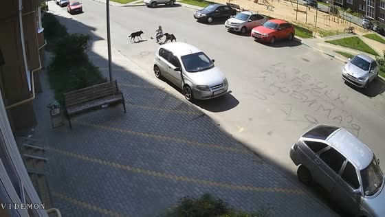 Brave 9-year-old girl fends off stray dogs to protect her pup