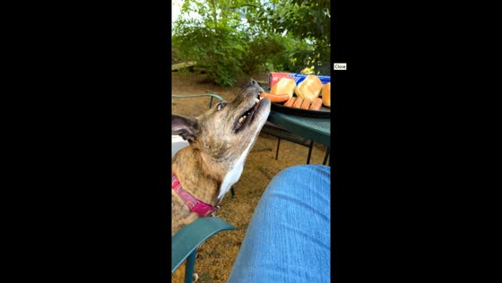 Dog sneaks a vegan hot dog in Seattle, USA