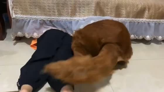 Dog and little girl play hide and seek under table in Fujian, China