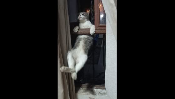 Cat stranded on window trying to enter house in Ciudad Victoria, Mexico