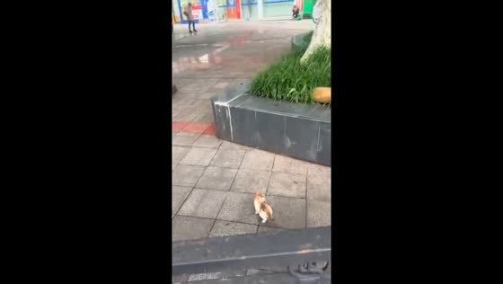 Kitten rescued from busy road in Chongqing, China
