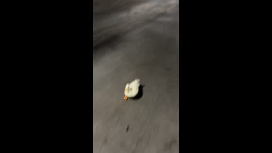 Duck almost slips while speed-walking on road in Chongqing,China