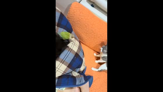 Brave parrot chases away curious cat in Liaoning, China