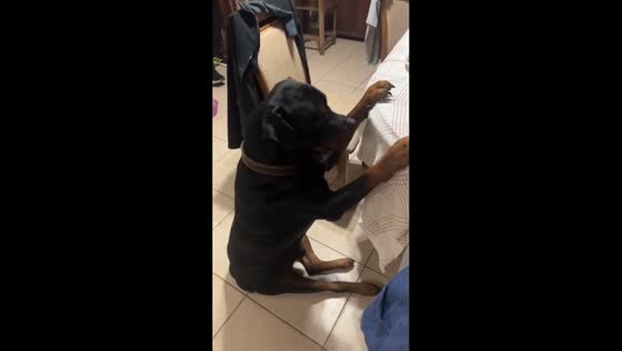 Dog joins family mealtime in Las Varillas, Argentina