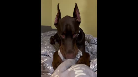 Doberman puppy suckles blanket in Minsk, Belarus