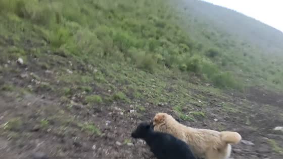 Adult yak knocks calf over in Sichuan, China