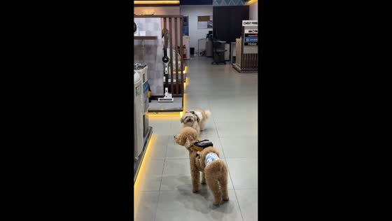Poodle persistently barks at calm Shih Tzu in mall, Angeles, Pampanga
