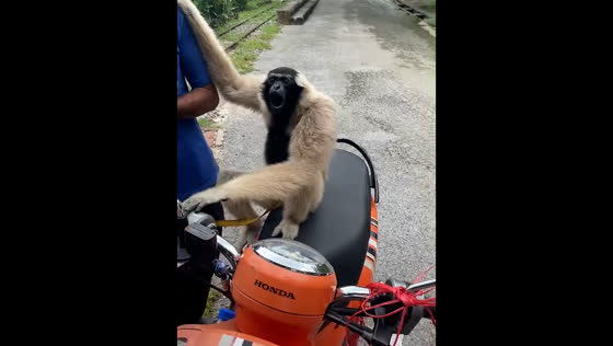 Gibbon sits on motorcycle and impresses with sounds