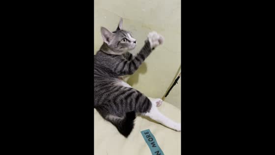 Bora the clapping cat: Jakarta feline sensation unveils adorable talent!