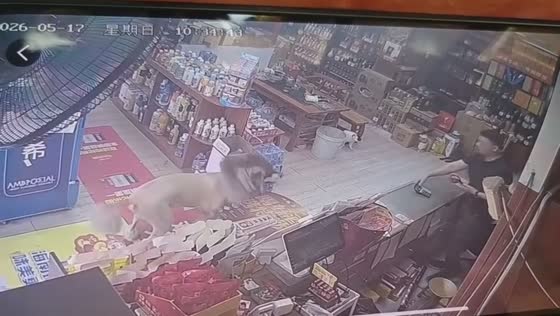 Lion-like shaved dog surprises convenience store in Anhui, China