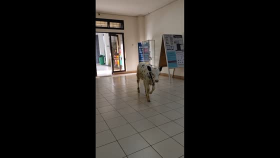Cow wanders into veterinary campus building in Yogyakarta, Indonesia