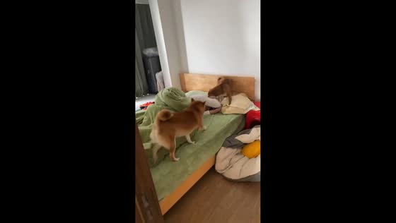 Playful Shiba Inu dogs rush into a bedroom in Guangdong, China