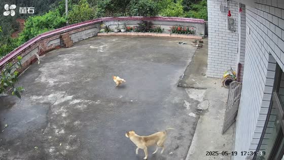 Security camera captures eagle snatching chick as hen and dog chase in Guangdong, China