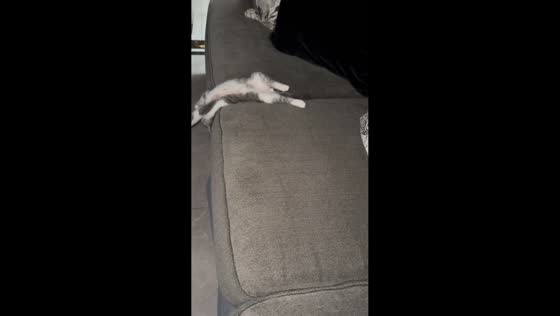 Cat sleeping in funny position in Bandar Lampung, Indonesia