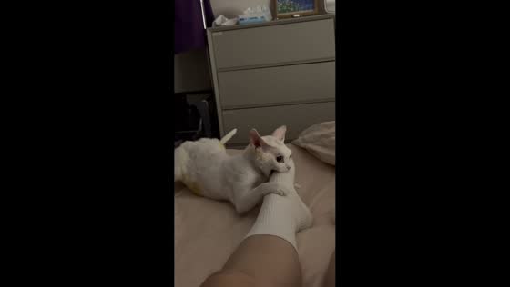 Kitten freezes after playful foot bite in Shandong, China
