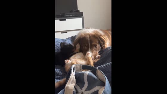 Dog accidentally chokes cat while playing in Austin, Texas