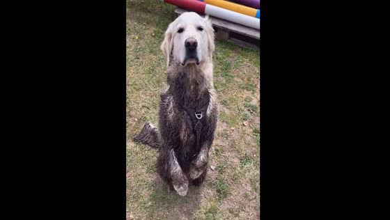 Mud-loving Hubert: the unapologetically dirty golden retriever of Copenhagen