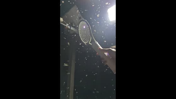 Man zaps swarm of insects with electric fly swatter in Shanghai, China