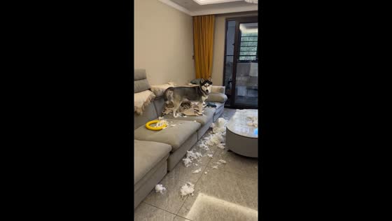 Playful husky makes a mess in living room in Heilongjiang, China
