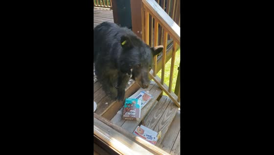Curious black bear knocks back on cabin window in Tennessee