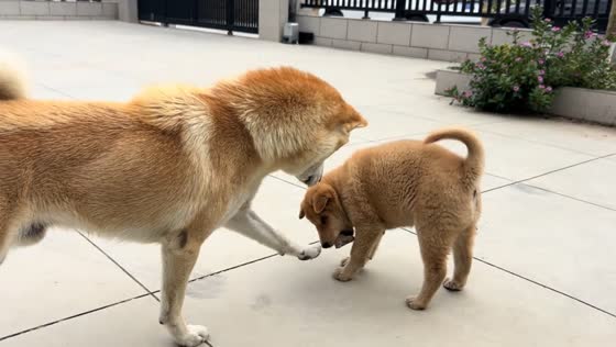 Puppy gets upset after the dog takes its bone in Jiangsu, China