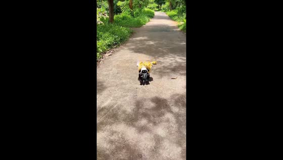 Ducklings ride a remote-controlled toy in Hainan, China
