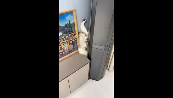 Cat gets stuck between table and wall in Shandong, China