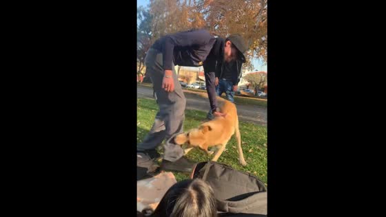 Playful pooch persistently pursues leg play