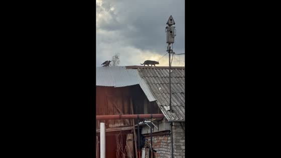 Two crows repeatedly peck cat on rooftop in Bashkortostan, Russia