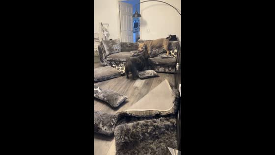 Playful chaos between two dogs in Glasgow, Scotland, UK